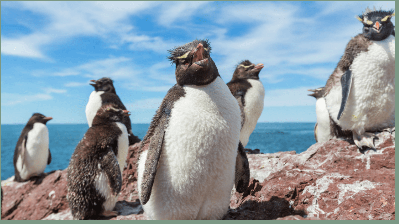 group of rockhopper penguin