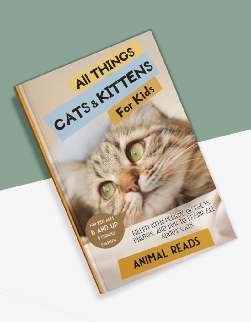 all things cats for kids book cover bottom