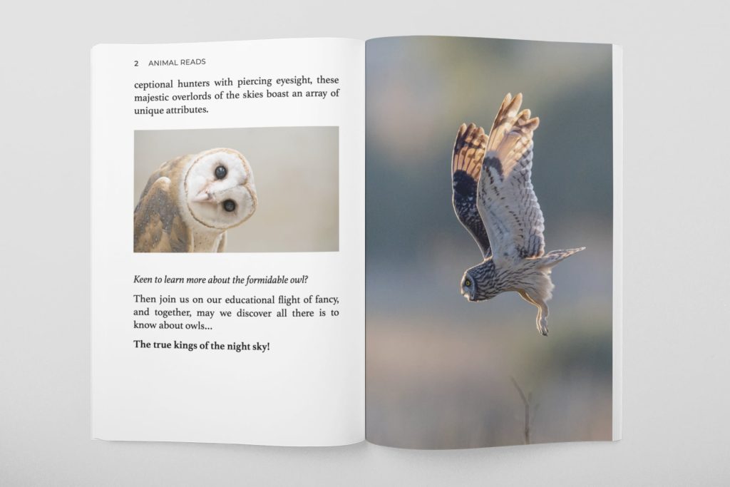 all things owls for kids book open
