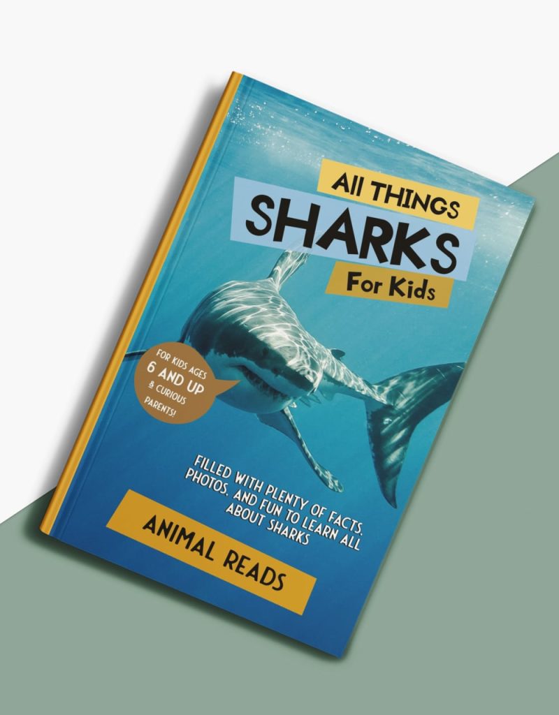 all things sharks for kids book cover top