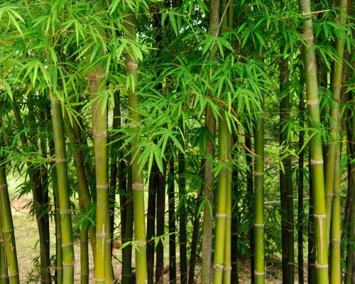 What is the main diet of a panda bear?