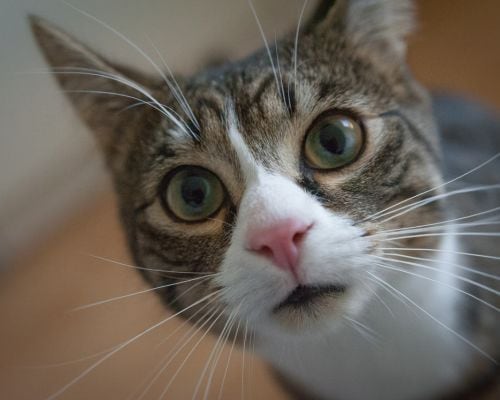 Which of these animals is a common house pet that is known for purring?