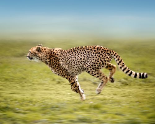 What is the fastest land animal?