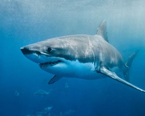 Which animal is known to have the longest lifespan?