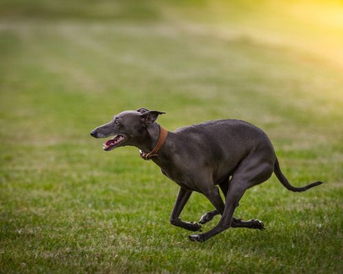 What is the fastest land animal?