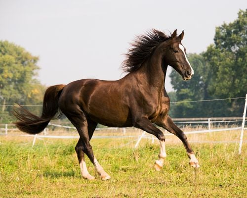 Which animal is known for its impressive memory?