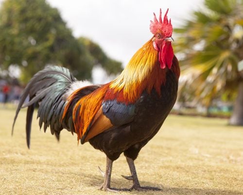 Which of these animals uses echolocation to find its way around?