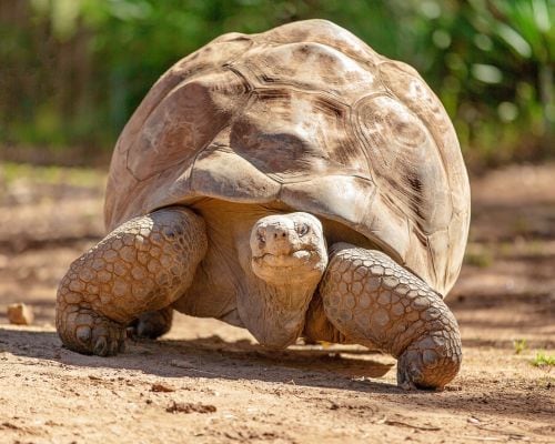 Which animal is known to have the longest lifespan?