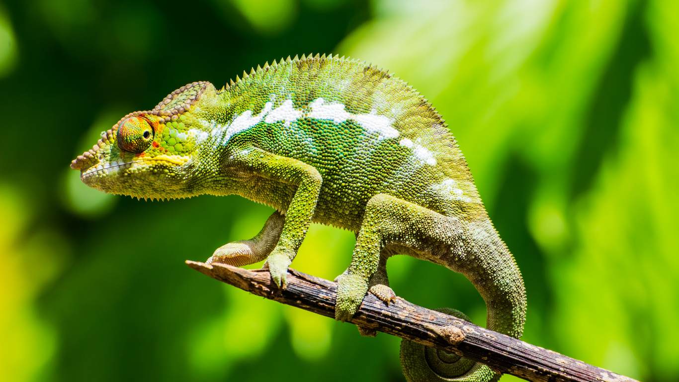 Which animal is known for changing its color?