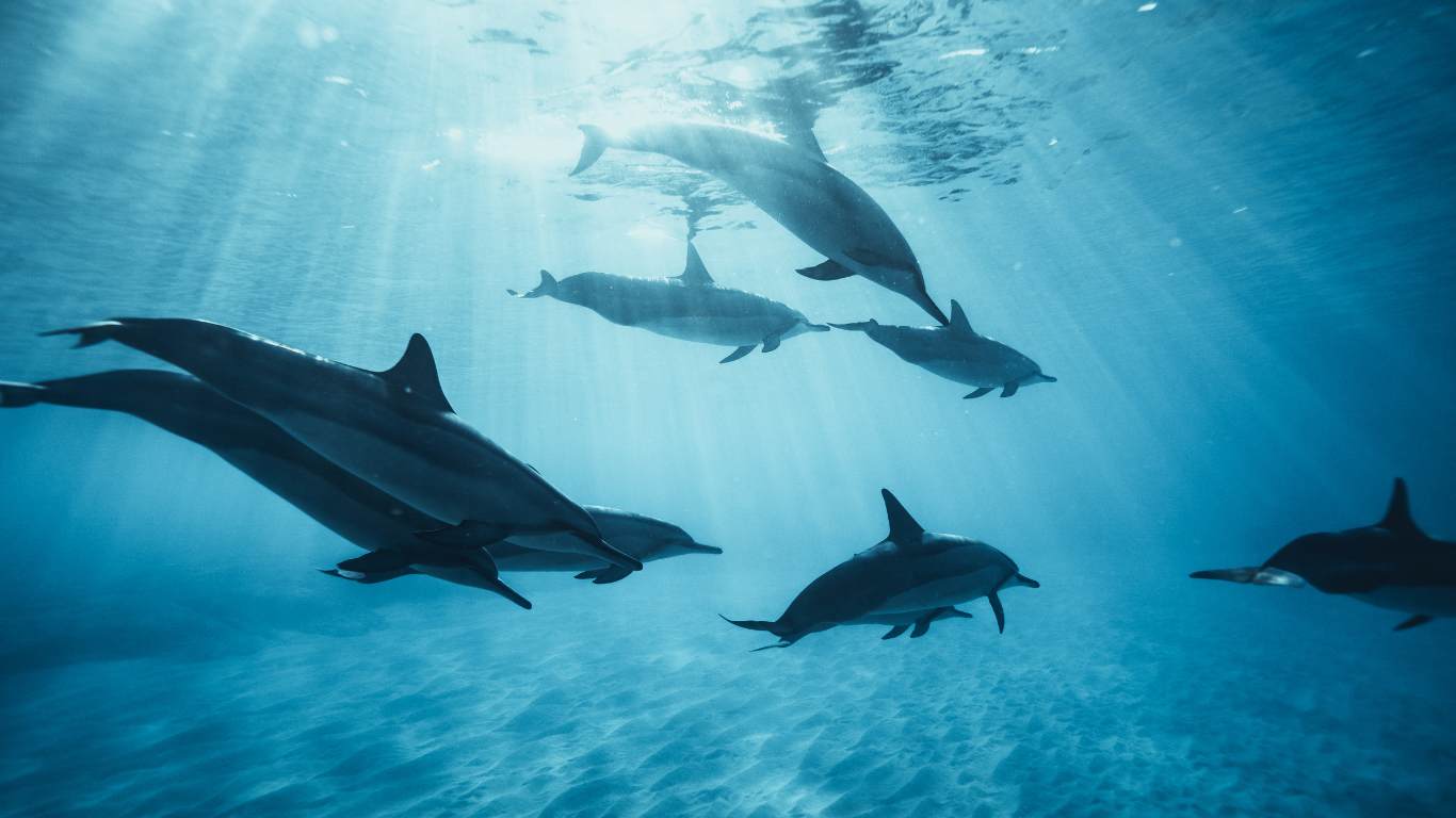 Which of these animals uses echolocation to find its way around?