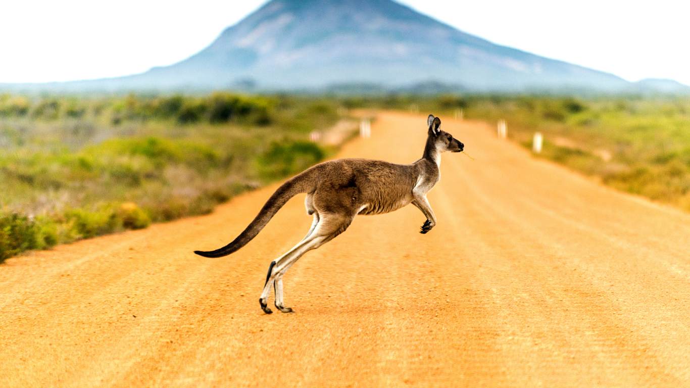 Which of these animals uses echolocation to find its way around?