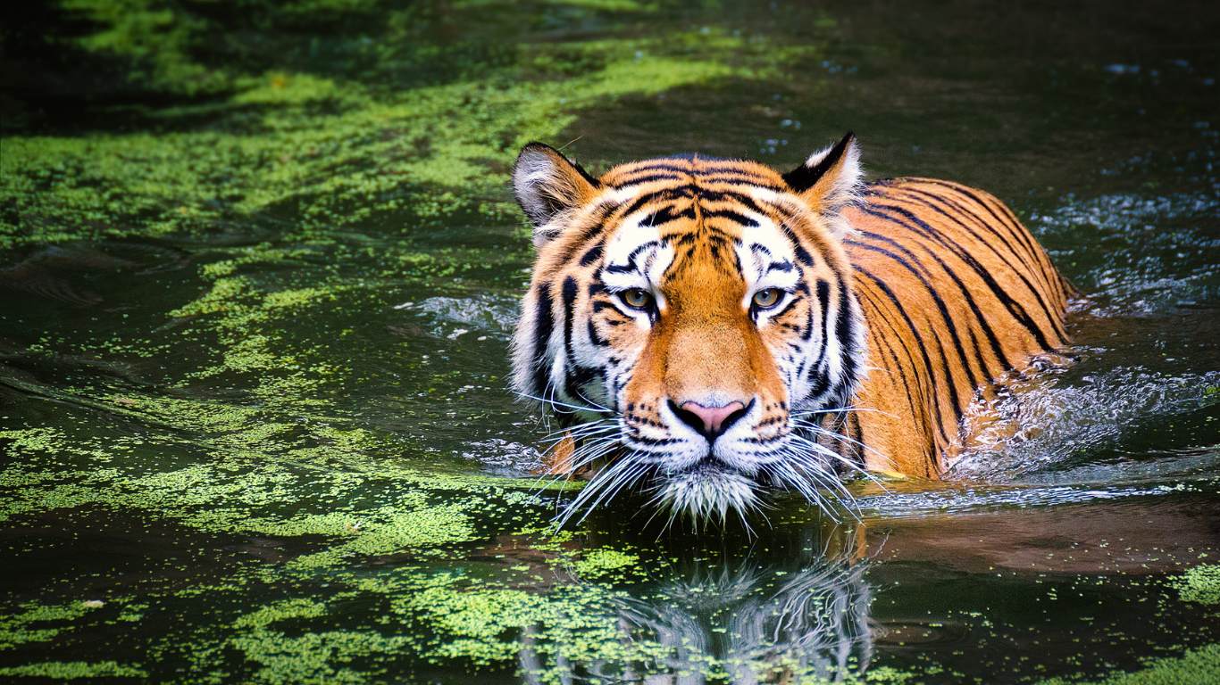 Which animal is known for changing its color?