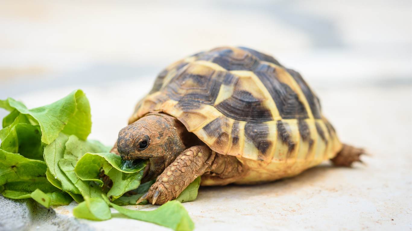 Which of these animals is a reptile?